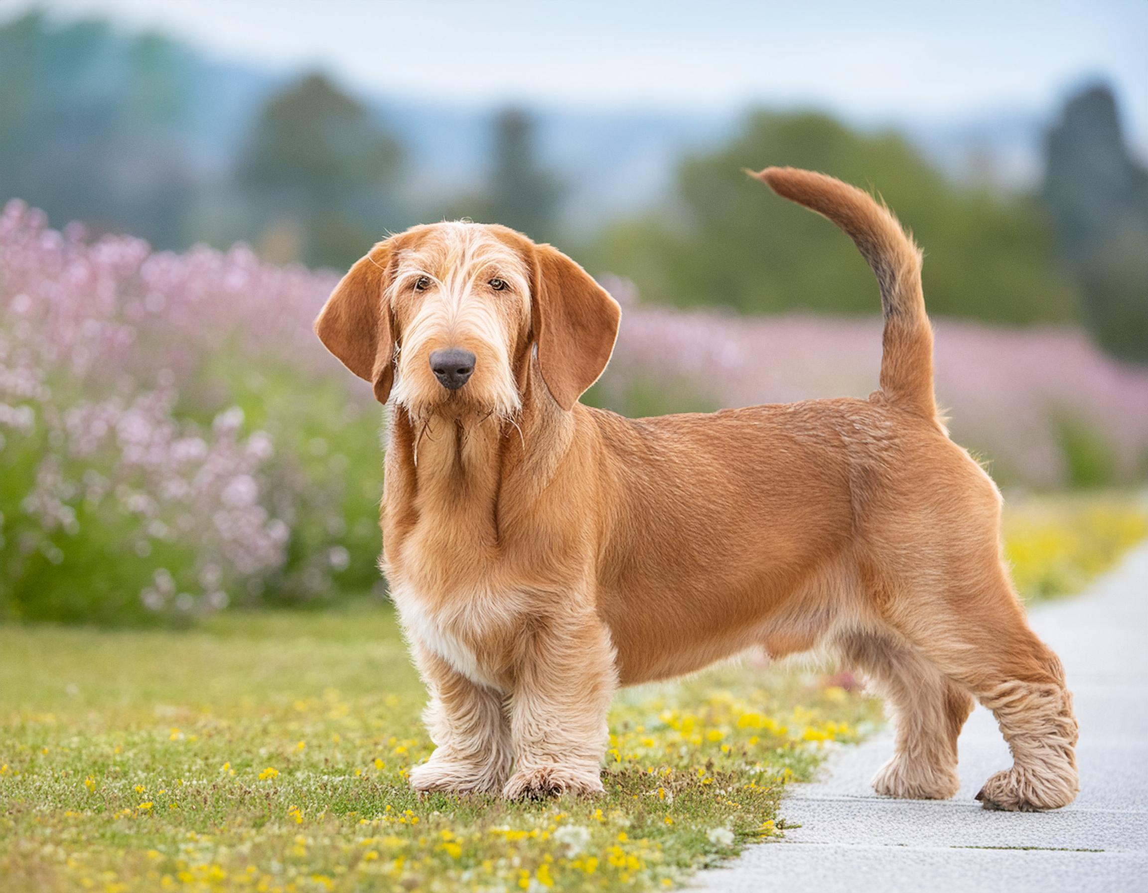 Basset fauve de bretagne